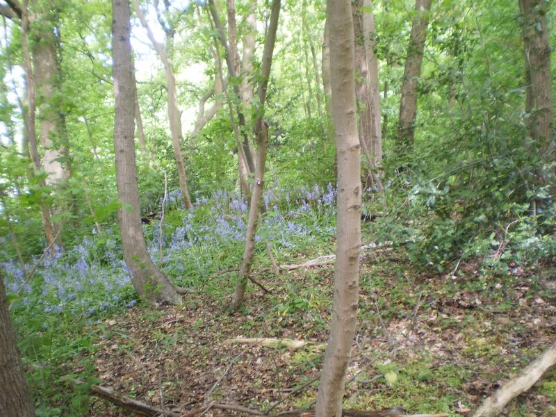 Forest with bluebells