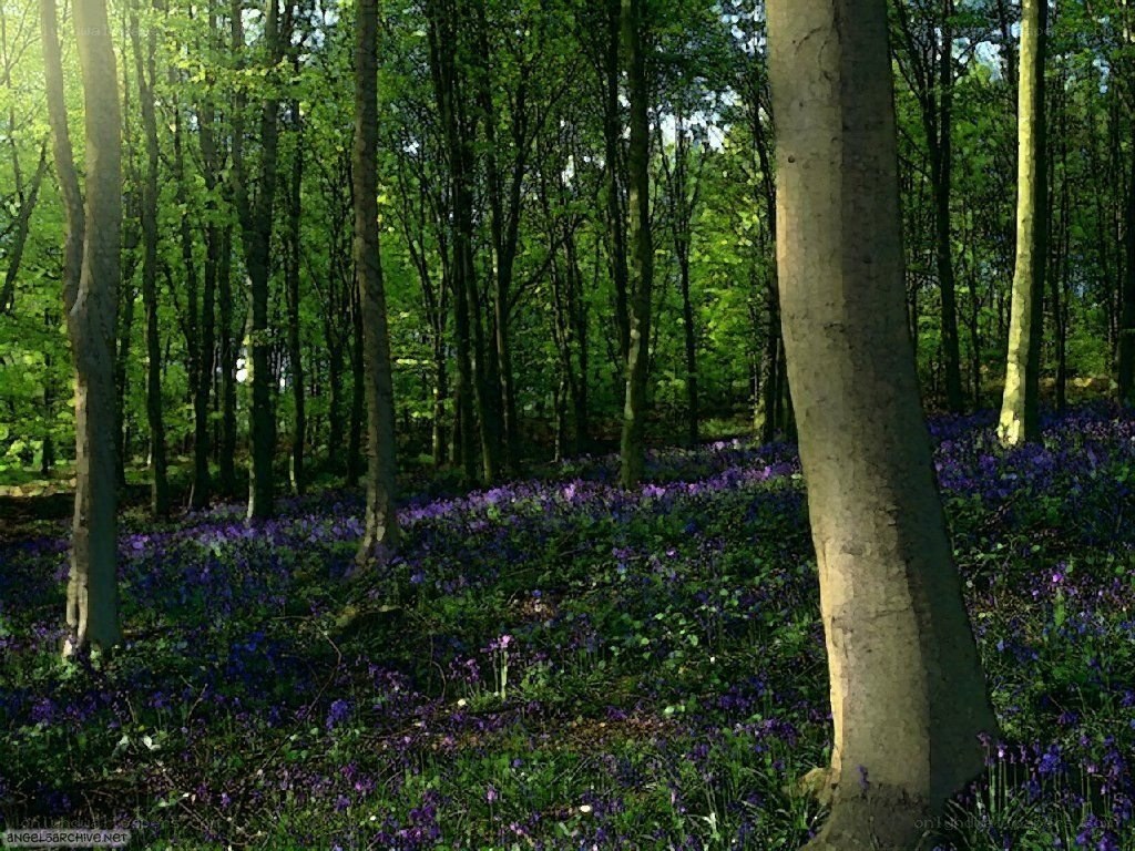 Forest with bluebells