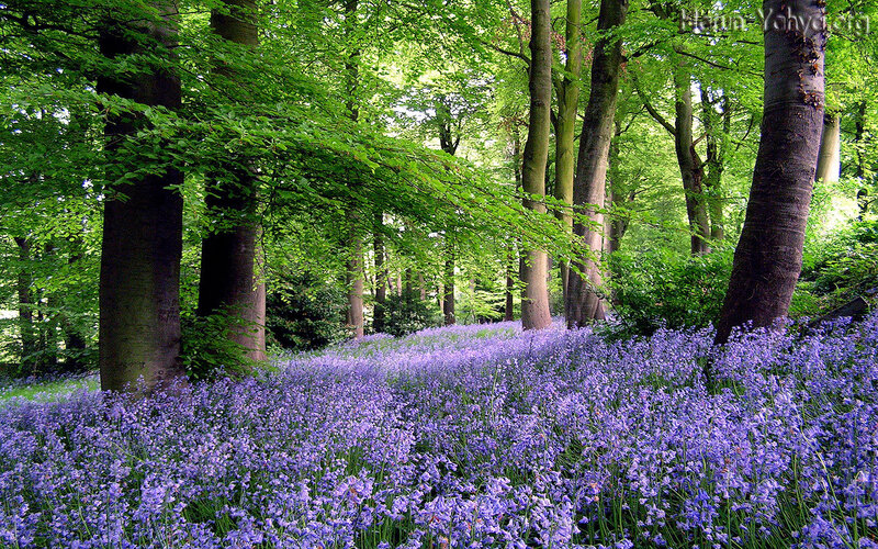 Forest with bluebells