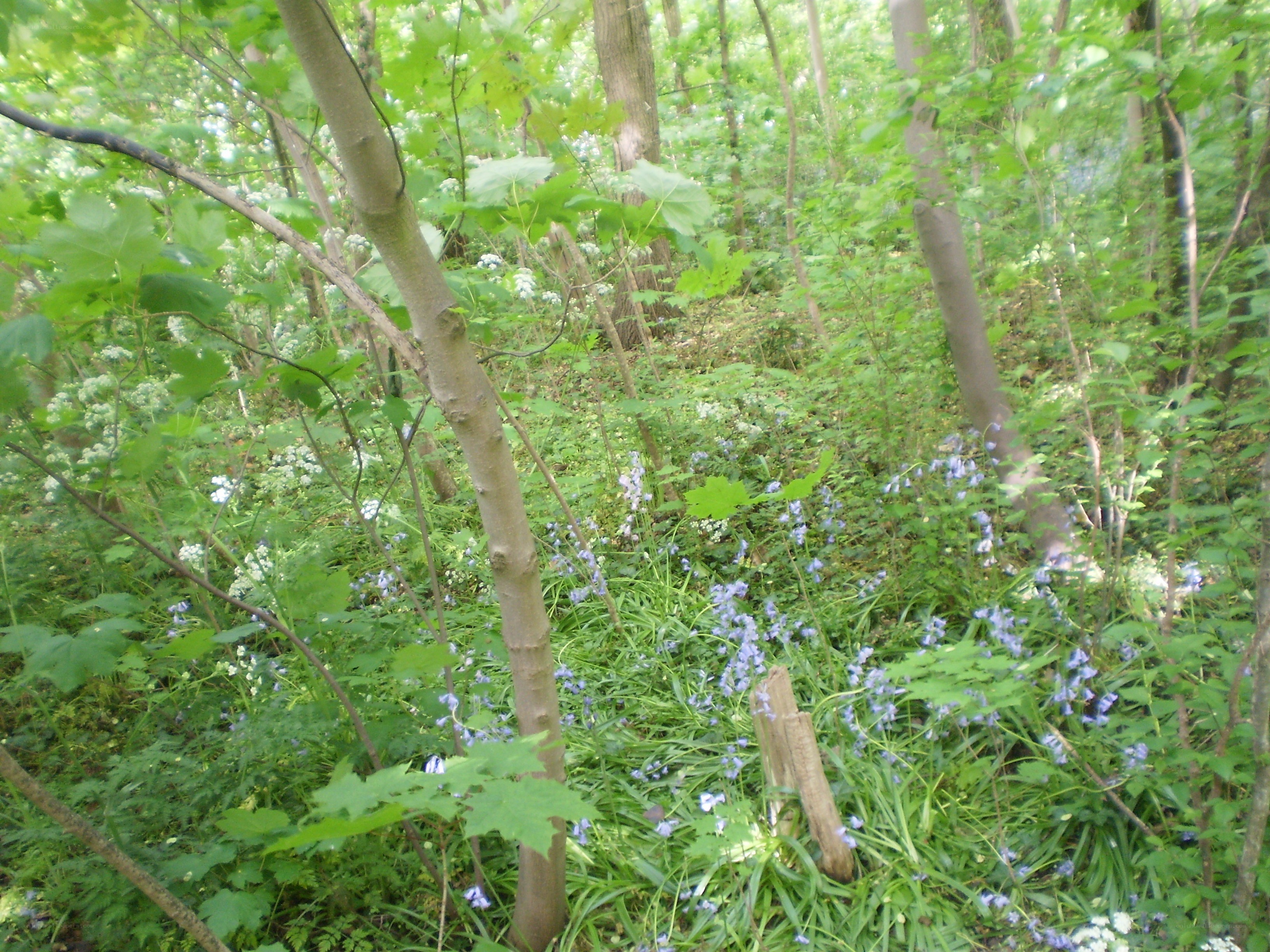 Forest with bluebells and greenery