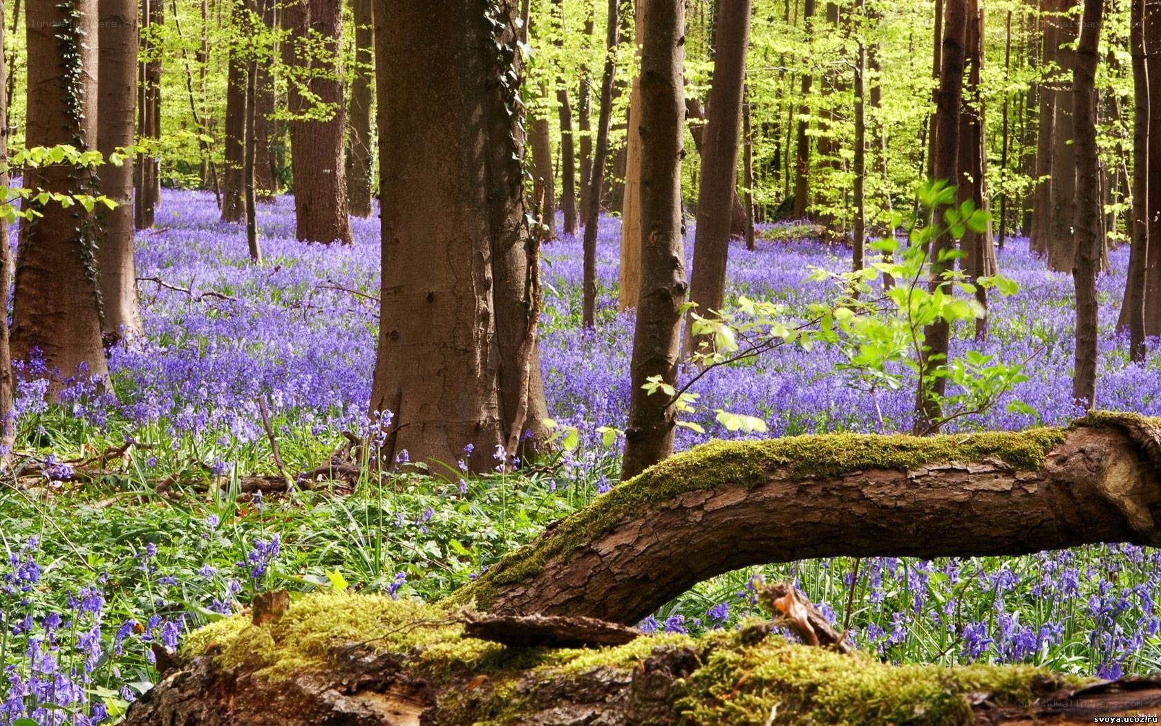 Forest with bluebells and moss