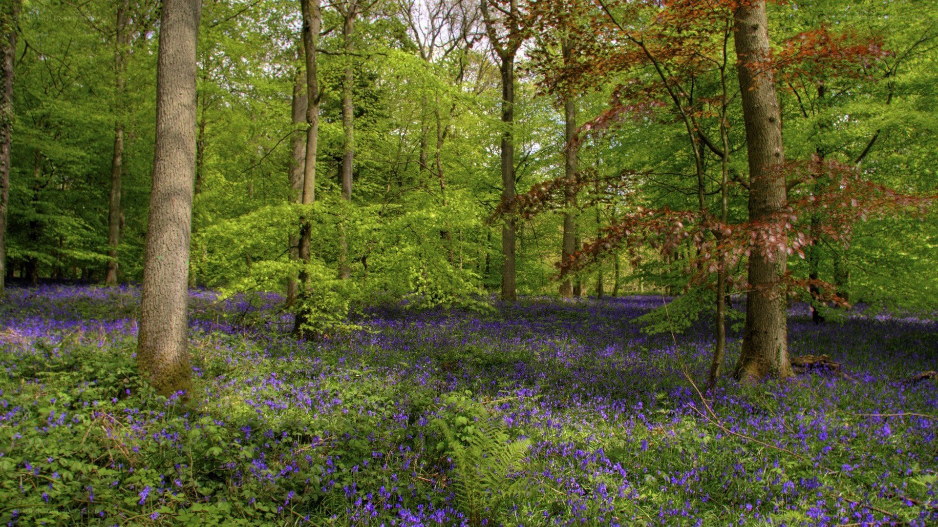Forest with bluebells and trees