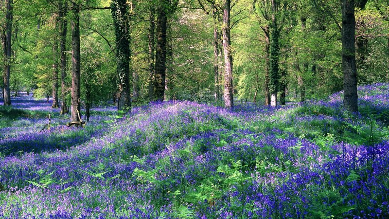 Forest with bluebells and trees