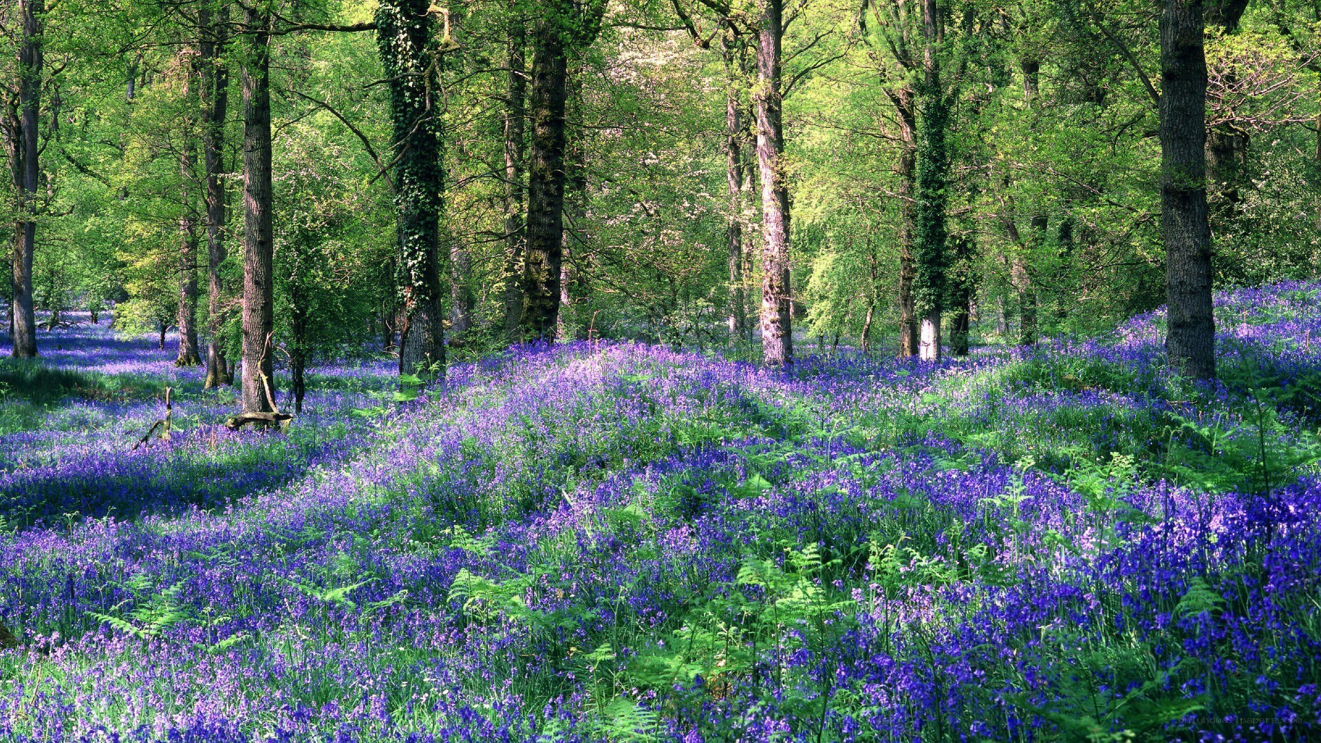 Forest with bluebells and trees