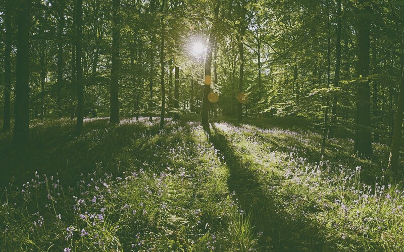 Forest with Bluebells — Green, Serene