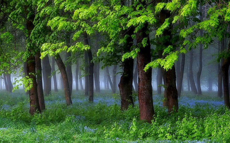Forest with Bluebells — Green