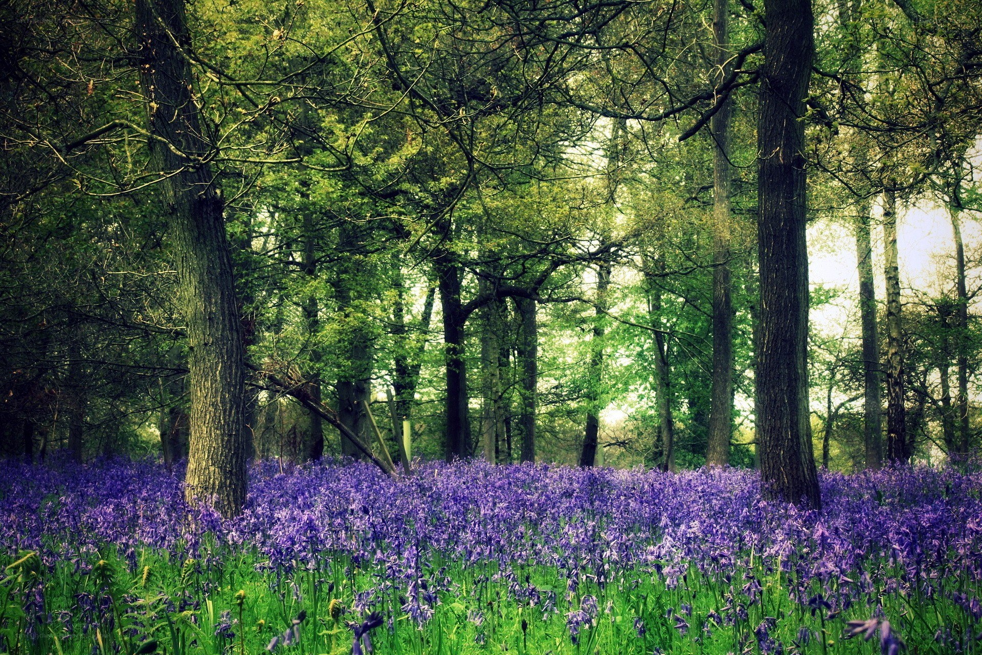 Forest with bluebells in bloom