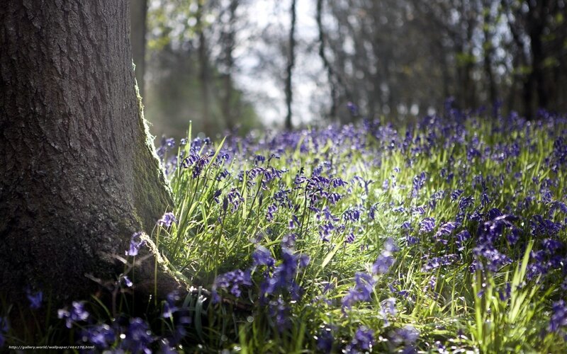 Forest with bluebells