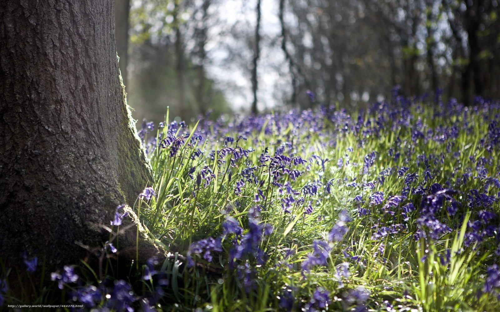 Forest with bluebells