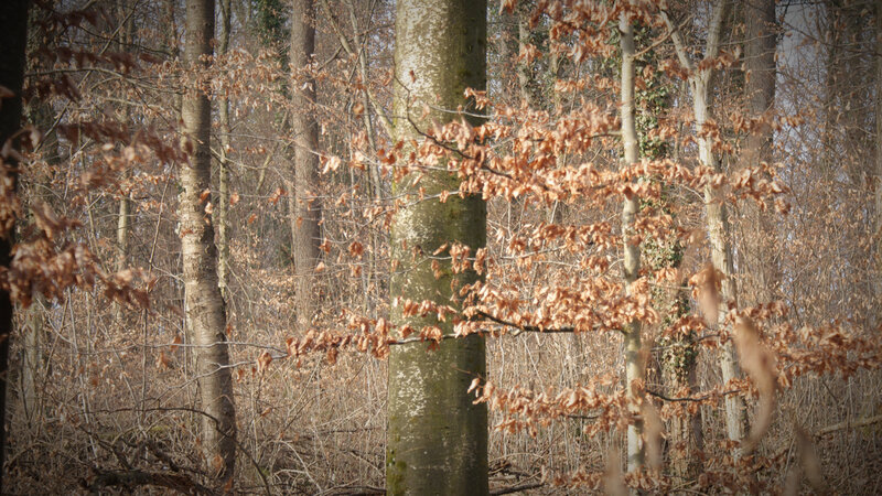 Forest with brown leaves