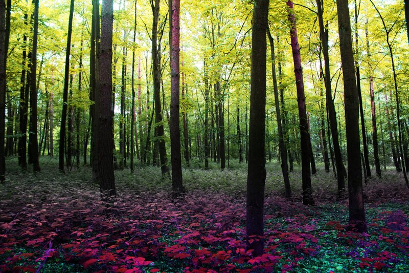 Forest with Colorful Foliage