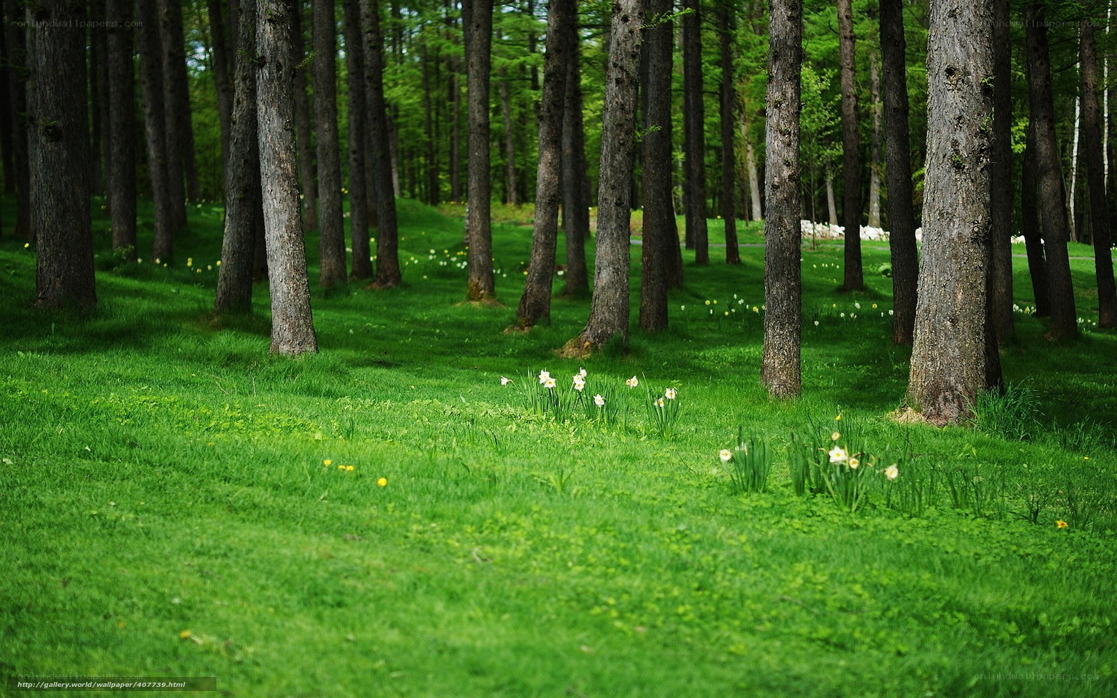 Forest with daffodils