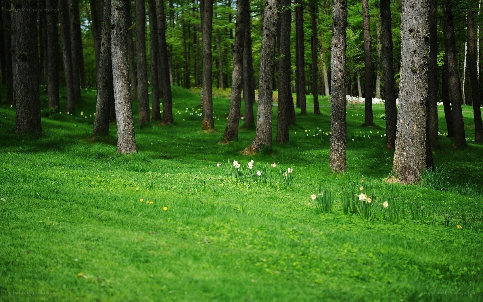 Forest with daffodils