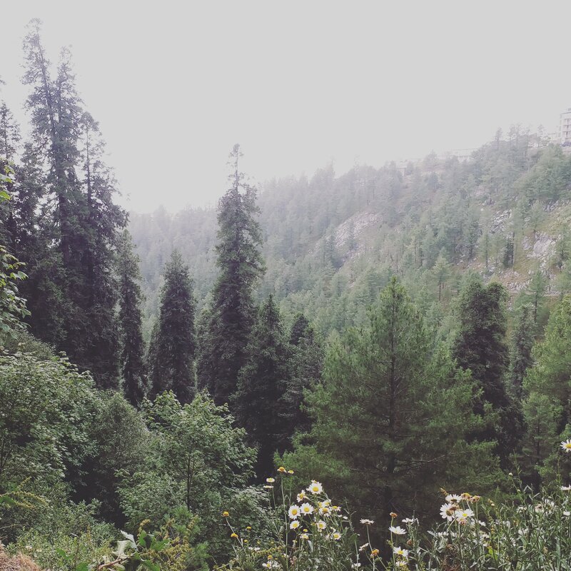 Forest with Daisies