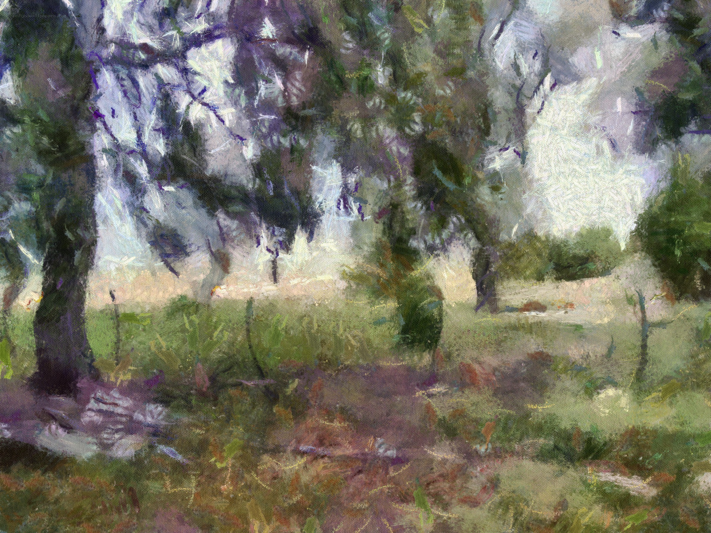 Forest with dappled light