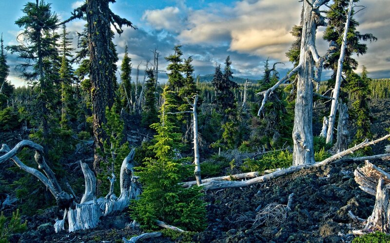 Forest with dead and living trees
