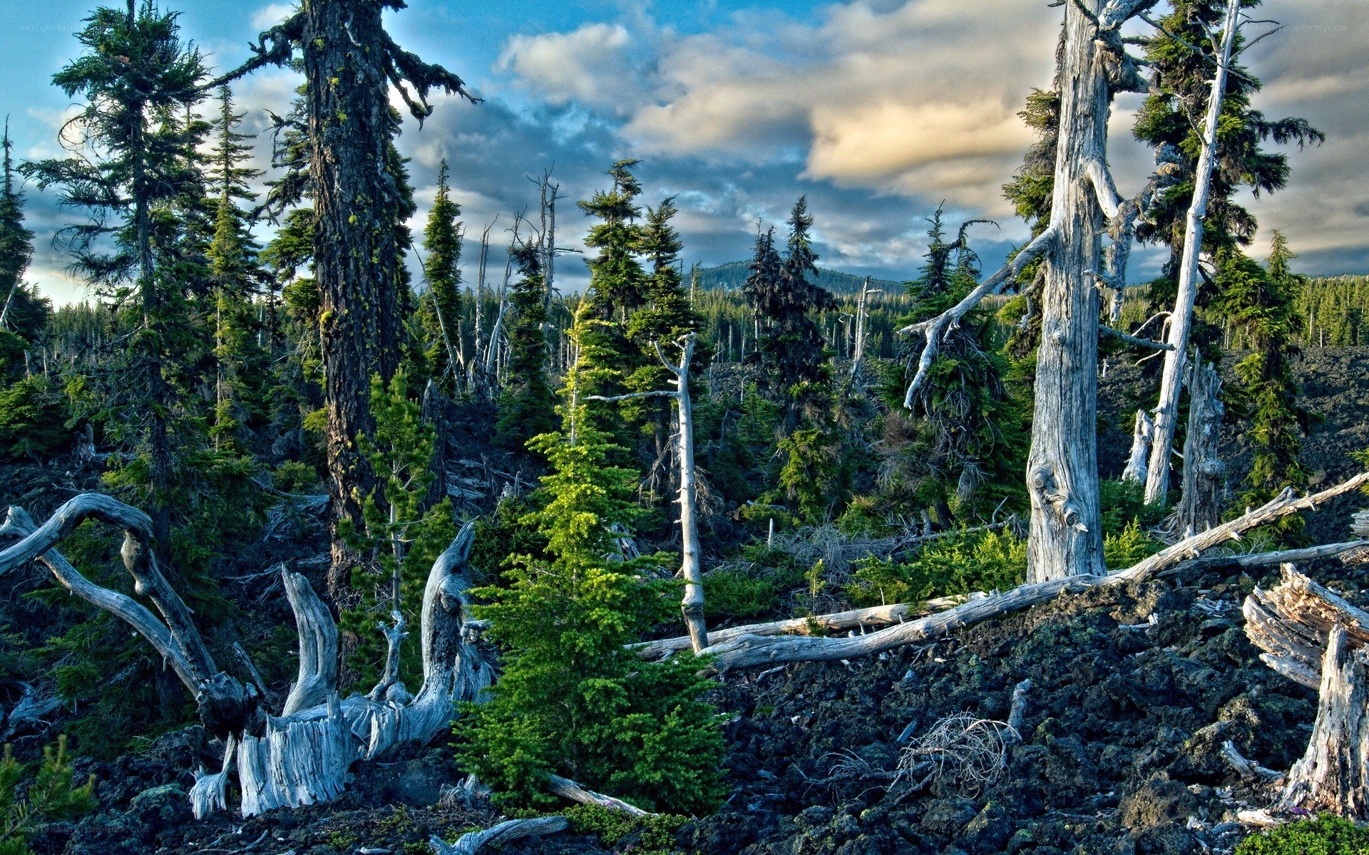 Forest with dead and living trees