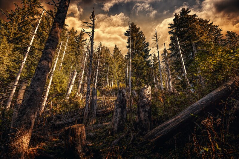 Forest with Dead Trees — Green, Dramatic
