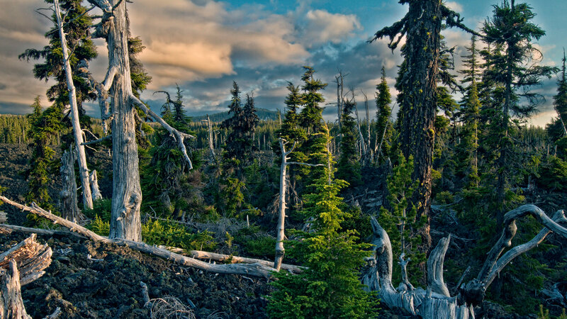 Forest with Dead Trees — Green