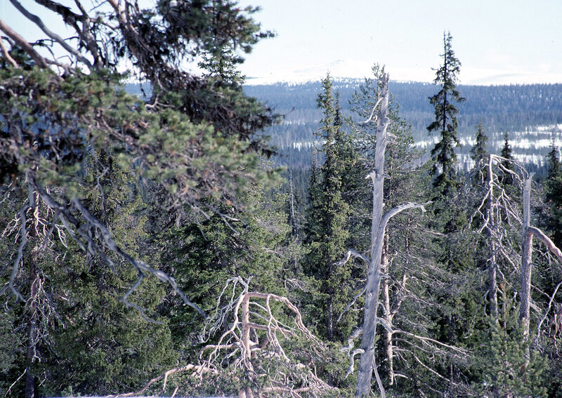 Forest with dead trees