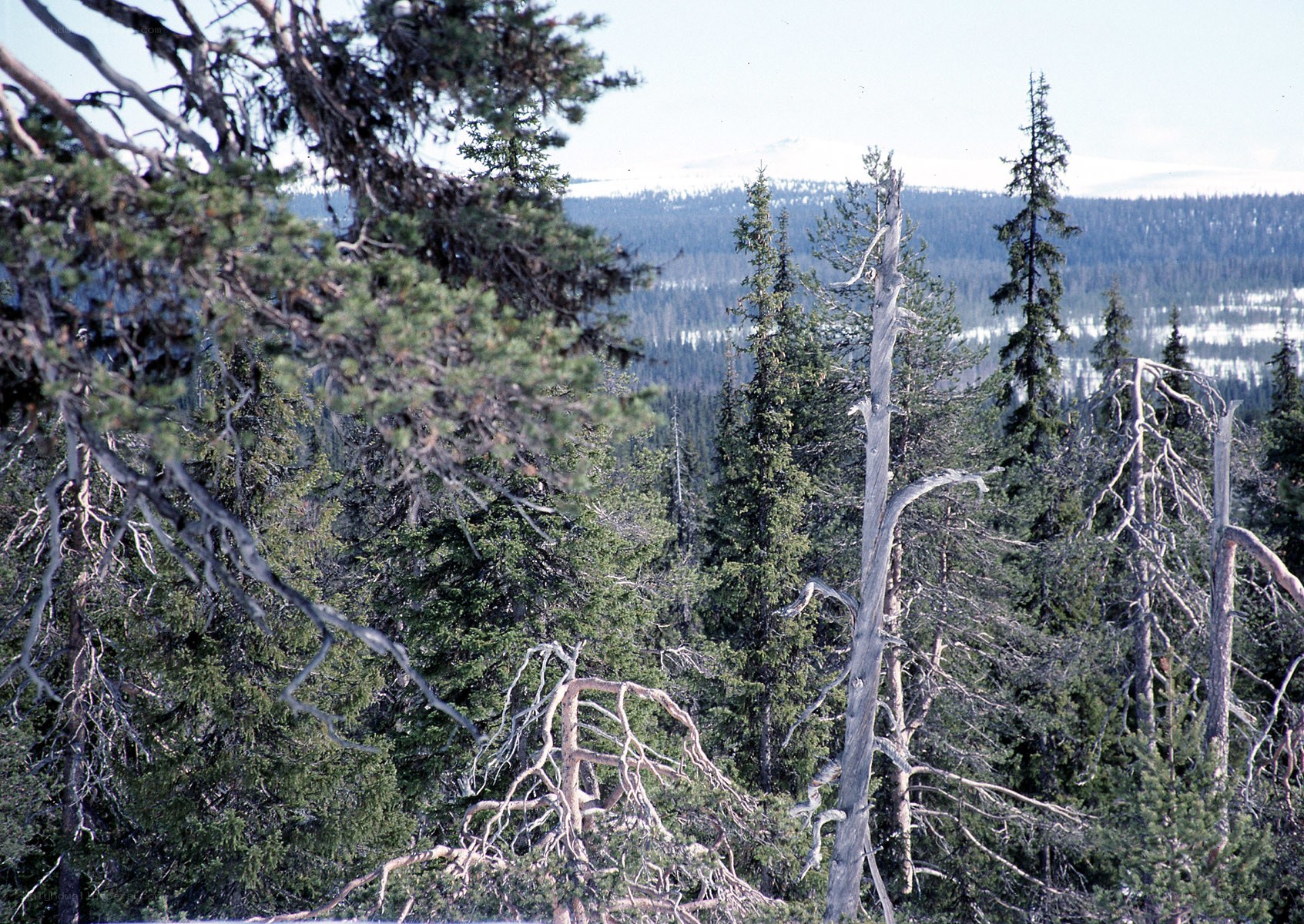 Forest with dead trees