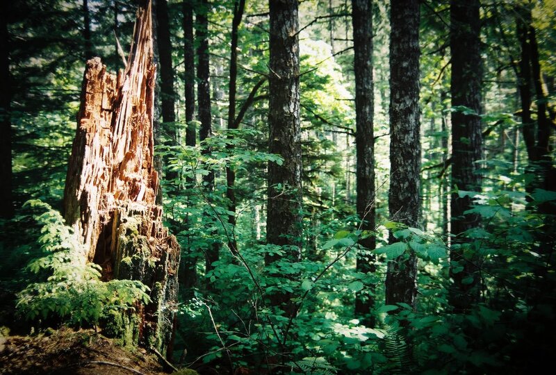 Forest with decaying tree stump