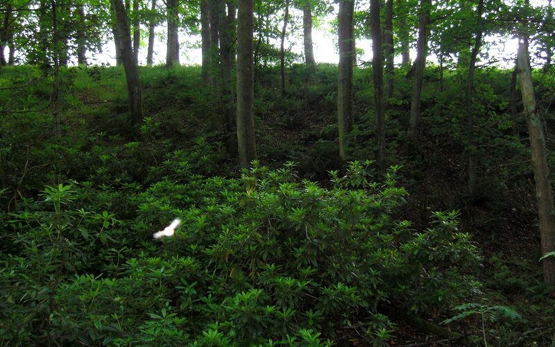 Forest with dense undergrowth