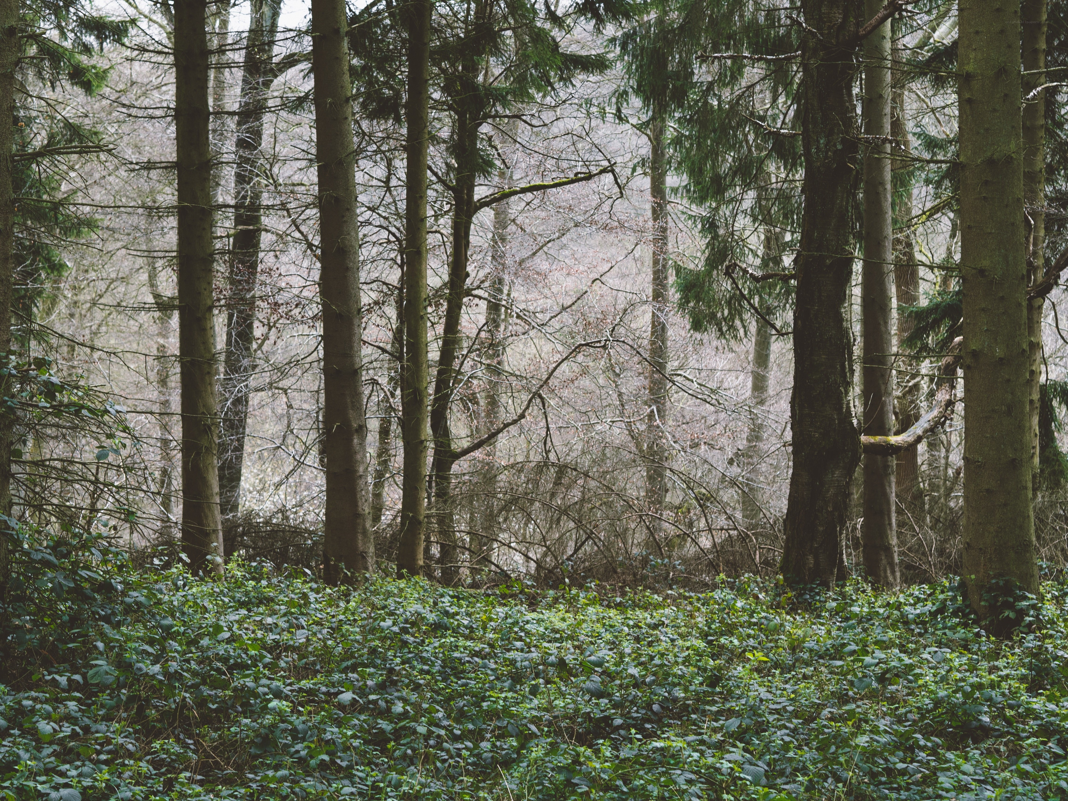 Forest with dense undergrowth