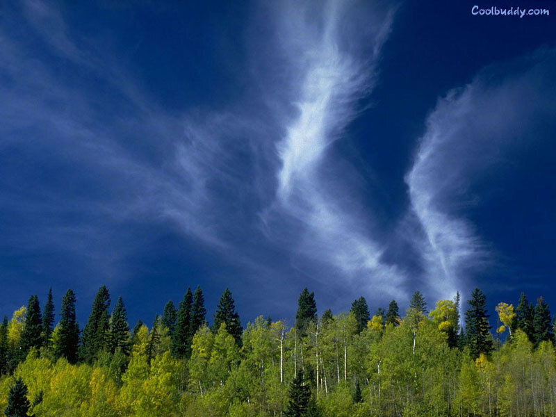 Forest with dramatic sky