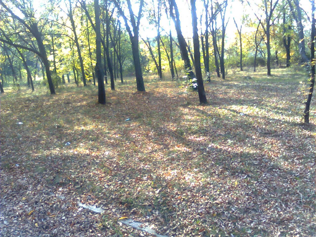 Forest with fallen leaves