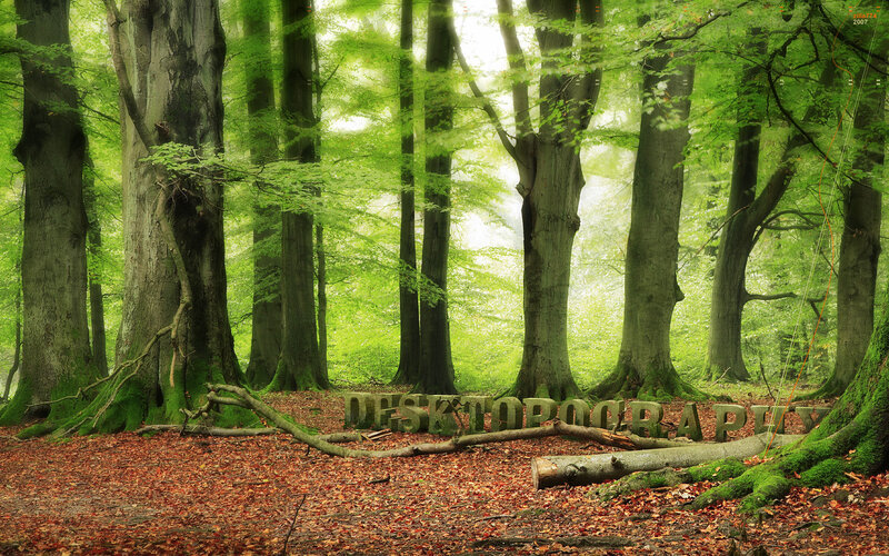 Forest with fallen leaves