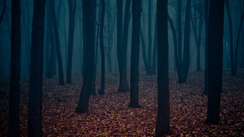 Forest with Fallen Leaves — Blue, Dark, Mysterious, Autumn