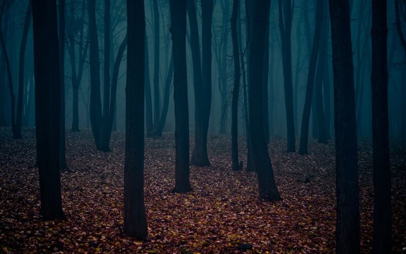 Forest with Fallen Leaves — Blue, Dark, Mysterious