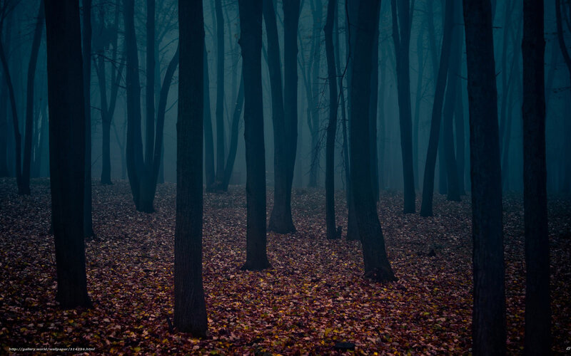 Forest with Fallen Leaves — Blue, Dark