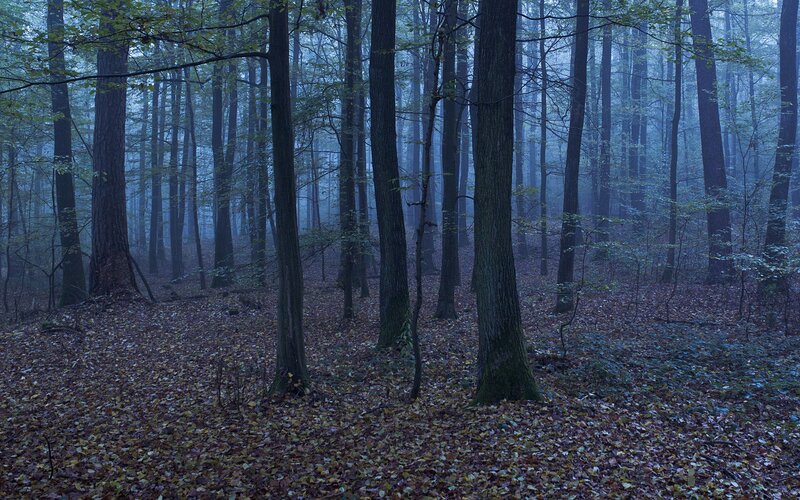Forest with Fallen Leaves — Blue, Misty, Autumn