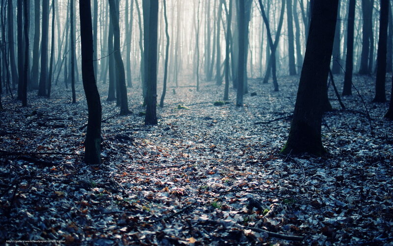 Forest with Fallen Leaves — Blue, Misty