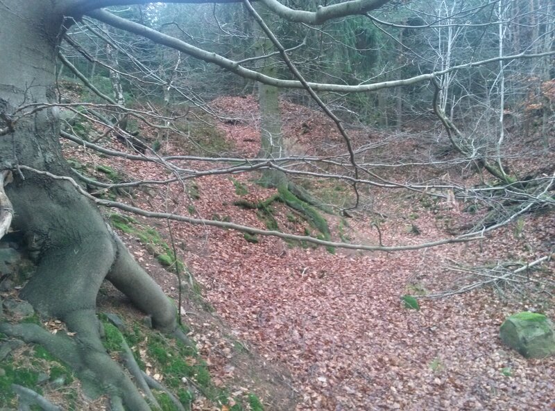 Forest with Fallen Leaves — Brown, Calm