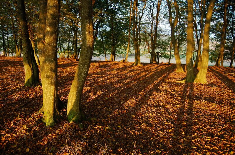 Forest with Fallen Leaves — Brown, Serene, Autumn, Photograph