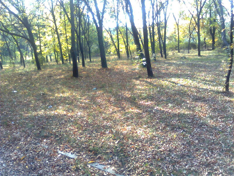 Forest with Fallen Leaves — Brown, Serene, Autumn, Photograph, Trees