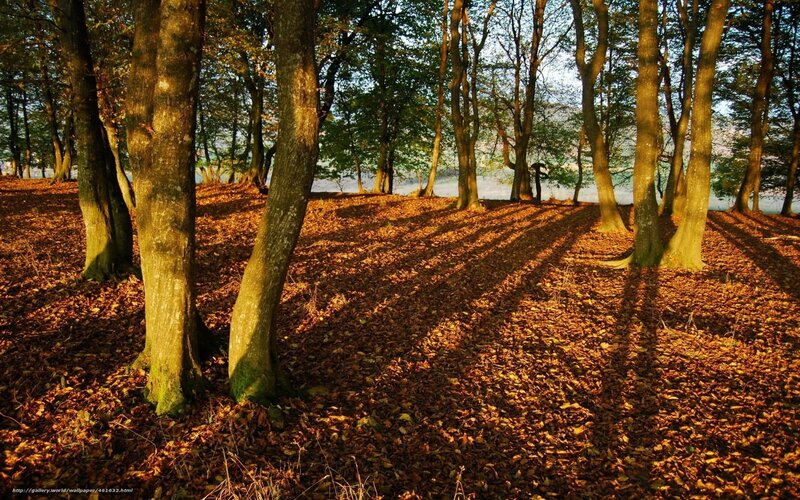 Forest with Fallen Leaves — Brown, Serene