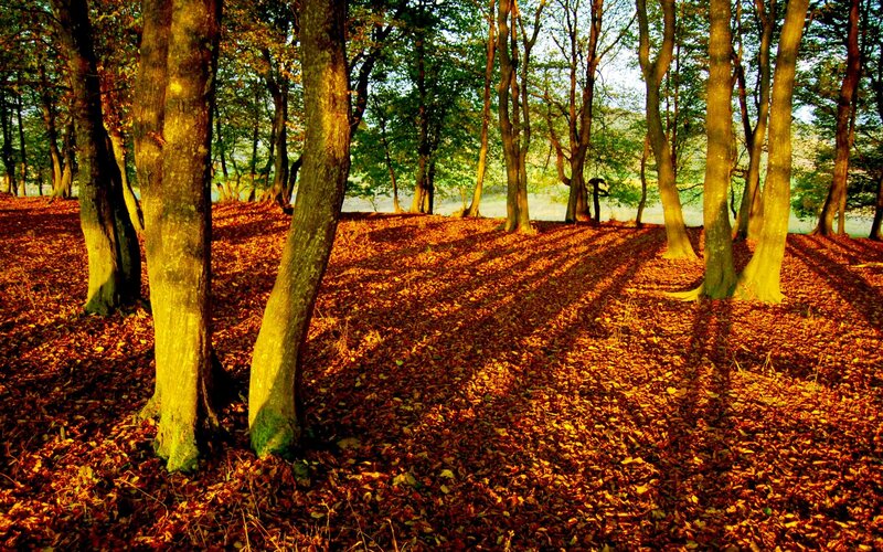 Forest with Fallen Leaves — Brown