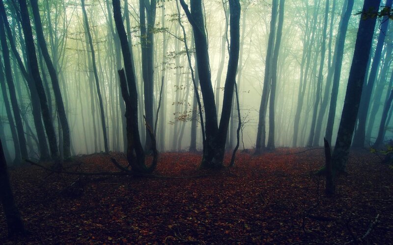 Forest with Fallen Leaves — Green, Misty