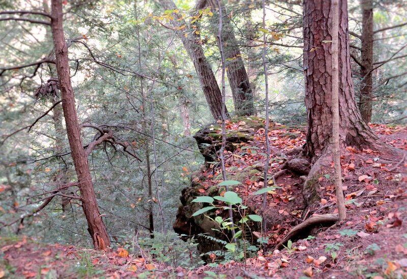 Forest with Fallen Leaves — Green, Serene, Autumn