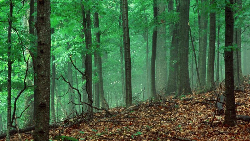 Forest with Fallen Leaves — Green, Serene, Morning