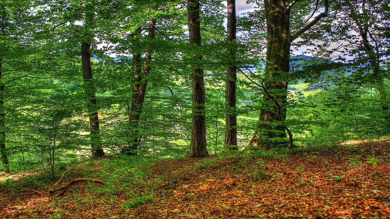 Forest with Fallen Leaves — Green, Serene, Summer, Photograph