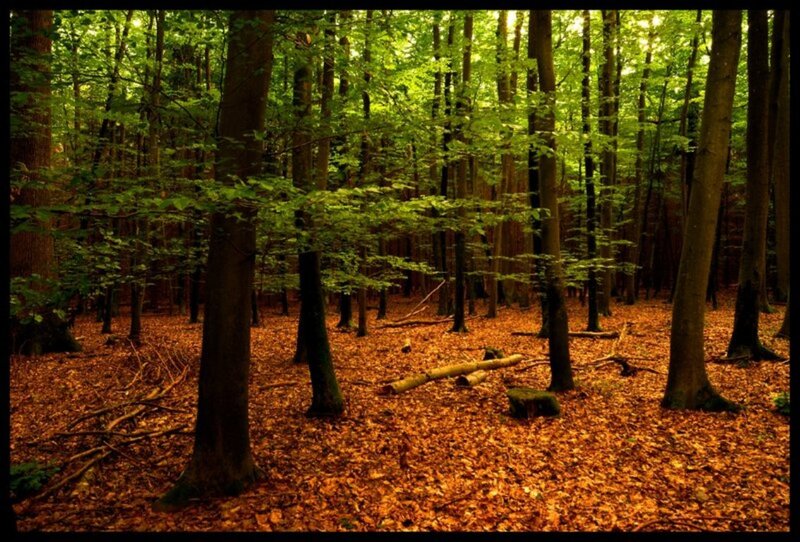 Forest with Fallen Leaves — Green, Serene
