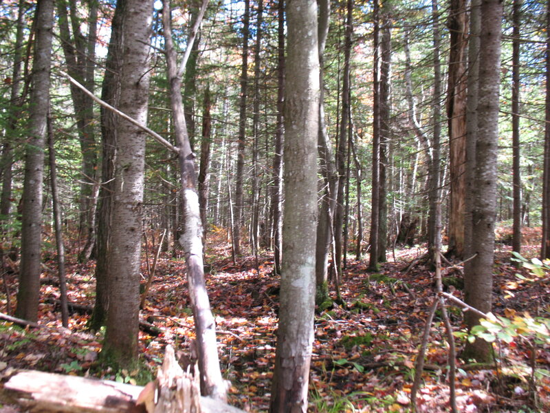 Forest with Fallen Leaves — Green