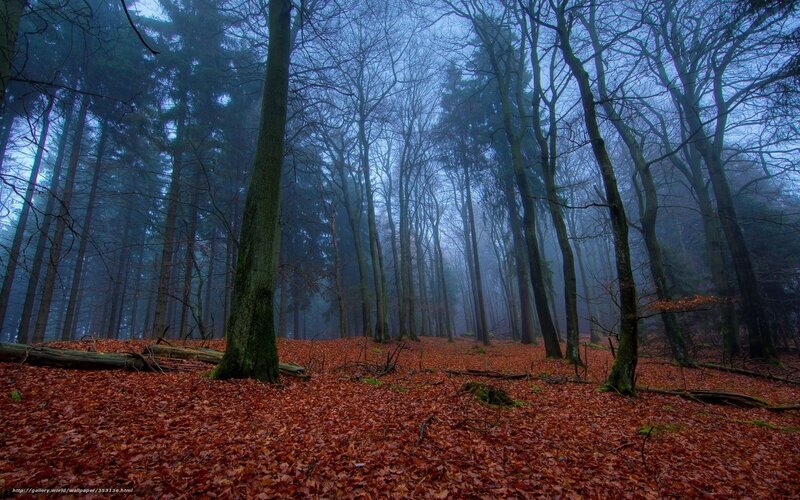 Forest with Fallen Leaves — Red, Misty