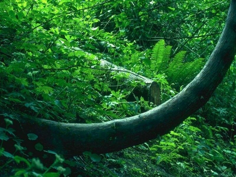 Forest with fallen log