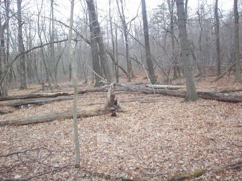 Forest with fallen logs
